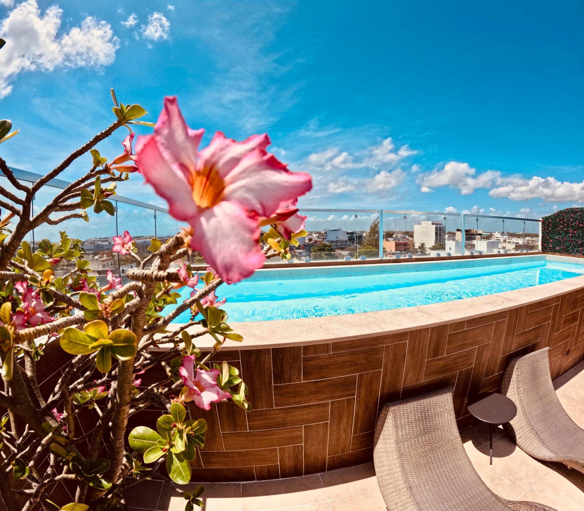 Studios With Roofpool In Vanessa 24 신데 델 카르멘 외부 사진